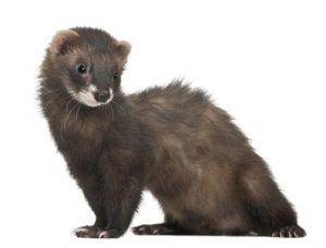 furet-84664