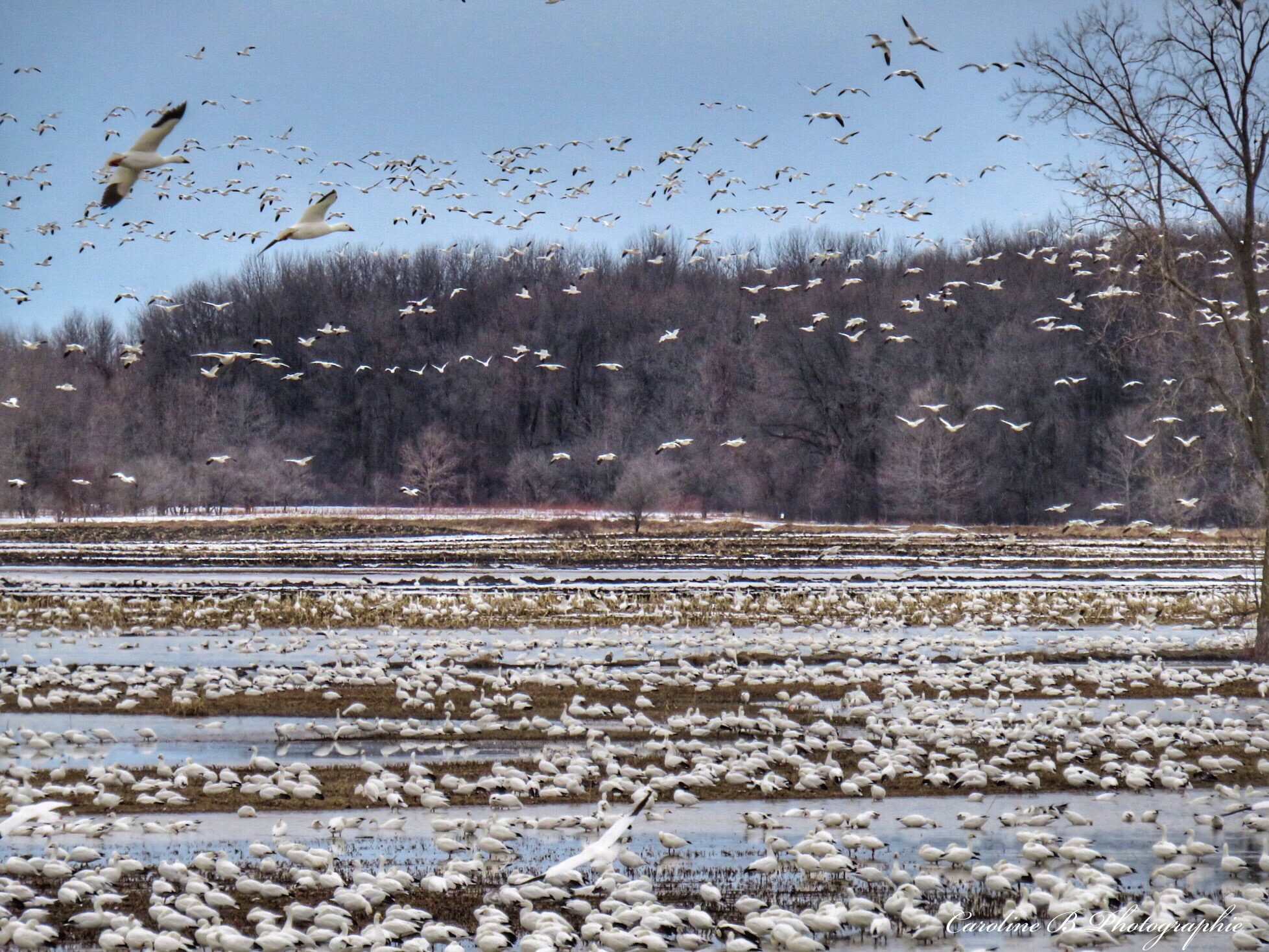 Les oies blanches de retour à BaieduFebvre CJSO