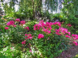 BouquetsGarnis6
