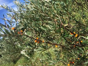 photo 3 argousier arbre