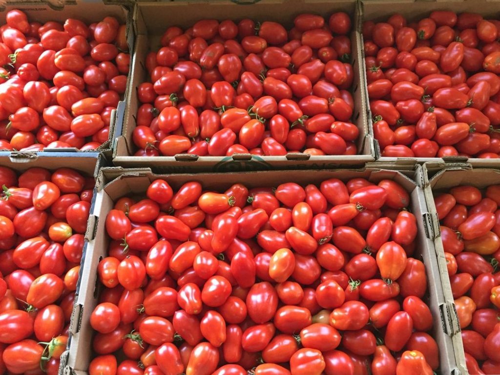 Image tomates -jardin du peuple